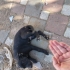 Cane corsa melezi fotoğraf