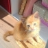 Tahıl bebek ömurluk evini ariyor fotoğraf