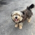 Yorkshire Terrier.Çok oyuncu ,tatlı ve uslu bir köpek. fotoğraf