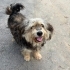 Yorkshire Terrier.Çok oyuncu ,tatlı ve uslu bir köpek. fotoğraf