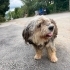 Yorkshire Terrier.Çok oyuncu ,tatlı ve uslu bir köpek. fotoğraf