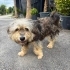 Yorkshire Terrier.Çok oyuncu ,tatlı ve uslu bir köpek. fotoğraf