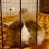 Ücretsiz ginepig sahiplendirme fotoğraf