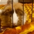 Ücretsiz ginepig sahiplendirme fotoğraf