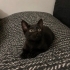 Kucak delisi 1 aylık kara böcek huzur getirecek fotoğraf