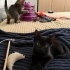 Kucak delisi 1 aylık kara böcek huzur getirecek fotoğraf