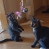 Çok sevimli 2 tortilla kedi fotoğraf