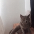Güvenli bir yuva istiyor fotoğraf