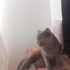 Güvenli bir yuva istiyor fotoğraf