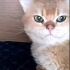 Ücretsiz, British Golden, kısır, aşılı, erkek fotoğraf