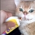 Ücretsiz, British Golden, kısır, aşılı, erkek fotoğraf