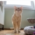 Ücretsiz, British Golden, kısır, aşılı, erkek fotoğraf