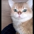Ücretsiz, British Golden, kısır, aşılı, erkek fotoğraf
