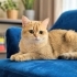 Ücretsiz, British Golden, kısır, aşılı, erkek fotoğraf