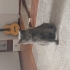 British Shorthair Erkek Kedi – Kısır ve Eğitimli fotoğraf