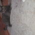 British Shorthair Erkek Kedi – Kısır ve Eğitimli fotoğraf