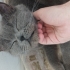 British Shorthair Erkek Kedi – Kısır ve Eğitimli fotoğraf