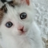 1.5 AYLIK VAN MELEZİ..!! fotoğraf