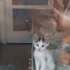 1.5 AYLIK VAN MELEZİ..!! fotoğraf
