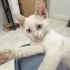 3 AYLIK VAN KEDİSİ..!! ACİİLL..!! fotoğraf