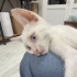 3 AYLIK VAN KEDİSİ..!! ACİİLL..!! fotoğraf