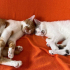 kedi sahiplendirme, mesaj ile iletişime geçilirse memnun olurum fotoğraf