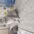 Yavru kedi ücretsiz dişi cins kedi fotoğraf