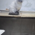 British Shorthair kedimiz Mia çok sakindir. fotoğraf