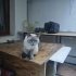 British Shorthair kedimiz Mia çok sakindir. fotoğraf