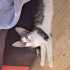 Kızımız Su'ya acil yuva arıyoruz fotoğraf