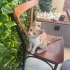 Bal sarısı mavi gözlü yakışıklı fotoğraf