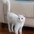 Pamuk yuva arıyor fotoğraf