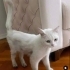 Pamuk yuva arıyor fotoğraf