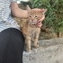 Sarman Severler Buraya! fotoğraf