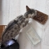Anne Kedi ve Tek Yavrusuna Çok Acil Geçici Yuva fotoğraf