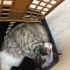 Anne Kedi ve Tek Yavrusuna Çok Acil Geçici Yuva fotoğraf