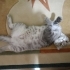 Scottish fold -yumak için ömürlük yuva arıyoruz fotoğraf