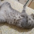 Scottish fold -yumak için ömürlük yuva arıyoruz fotoğraf