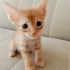 Tatlı kedilerimize yeni yuvalarını arıyoruuz! fotoğraf