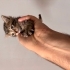 🐾 Yuva Arıyor – Çok Küçük Yavru Kedi 🐾 fotoğraf