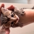 🐾 Yuva Arıyor – Çok Küçük Yavru Kedi 🐾 fotoğraf