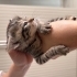 🐾 Yuva Arıyor – Çok Küçük Yavru Kedi 🐾 fotoğraf
