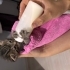 🐾 Yuva Arıyor – Çok Küçük Yavru Kedi 🐾 fotoğraf