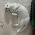 Terk edilen cins kedi yuva arıyor fotoğraf