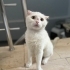 Terk edilen cins kedi yuva arıyor fotoğraf