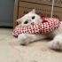Terk edilen cins kedi yuva arıyor fotoğraf