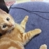 Minik Sarman Portakal fotoğraf
