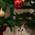 Mia british 5 yaş dişi kısır fotoğraf
