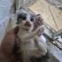 Minicik bebekler fotoğraf