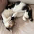 8 AYLIK CALİCO KISIR İNANILMAZ BİR KEDİ BÖYLESİNİ GÖRMEDİNİZ ONA YUVA OLURMUSUNU fotoğraf
